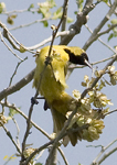 Orchard Oriole 2 5200